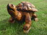 Schildkröte 01